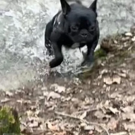 Edice Met Zwembad En Restaurant In - Honden Toegelaten Durbuy