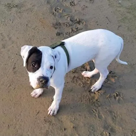 Edice Met Zwembad En Restaurant In - Honden Toegelaten *